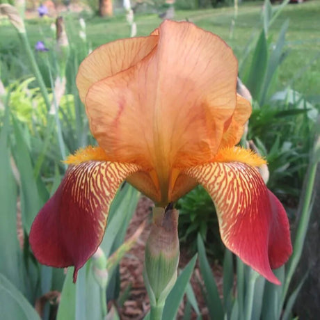 Iris Germanica (Stanjenel) Caligula - Bulb Plantat In Ghiveci - VERDENA-livrat la ghiveci de 0.5 L ( 9 cm )