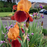 Iris Germanica (Stanjenel) Caligula - Bulb Plantat In Ghiveci - VERDENA-livrat la ghiveci de 0.5 L ( 9 cm )