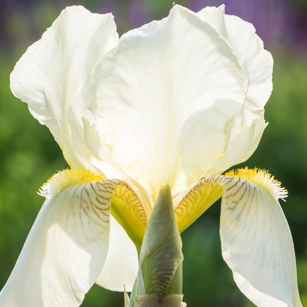 Iris Germanica (Stanjenel) Christmas Angel - Bulbi plantati in ghiveci ...