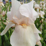 Iris Germanica (Stanjenel) Constant Wattez - Bulb plantat in ghiveci - VERDENA-livrat la ghiveci de 1.3 L ( 11 cm )