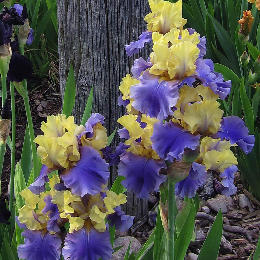 Iris Germanica (Stanjenel) Edith Wolford - Bulb Plantat In Ghiveci