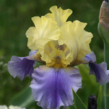 Iris Germanica (Stanjenel) Edith Wolford - Bulb plantat in ghiveci - VERDENA-livrat la ghiveci de 0.5 L ( 9 cm )