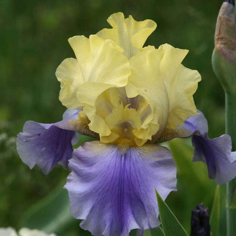 Iris Germanica (Stanjenel) Edith Wolford - Bulb Plantat In Ghiveci