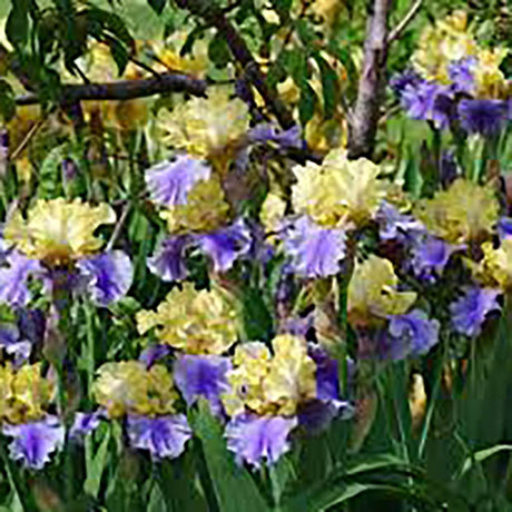 Iris Germanica (Stanjenel) Edith Wolford - Bulb plantat in ghiveci - VERDENA-livrat la ghiveci de 0.5 L ( 9 cm )