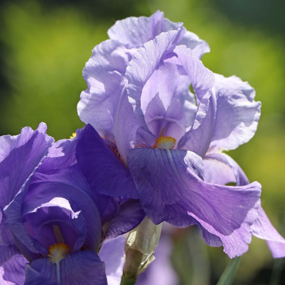 Iris Germanica (Stanjenel) Empress of India - Bulb plantat in ghiveci - VERDENA-livrat la ghiveci de 1.3 L ( 11 cm )
