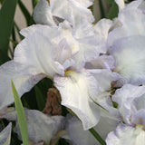 Iris Germanica (Stanjenel) English Cottage - Bulb plantat in ghiveci - VERDENA-livrat la ghiveci de 0.5 L ( 9 cm )