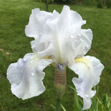 Iris Germanica (Stanjenel) English Cottage - Bulb plantat in ghiveci - VERDENA-livrat la ghiveci de 0.5 L ( 9 cm )