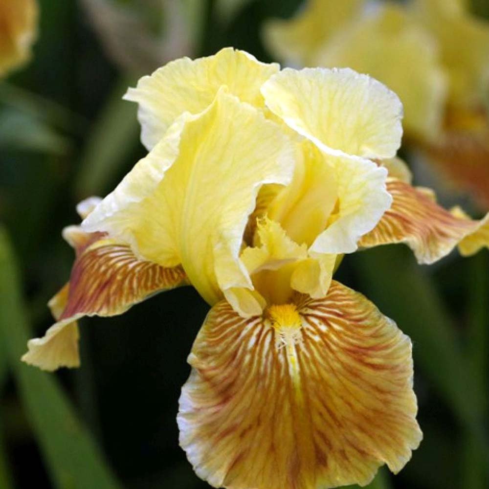 Iris Germanica (Stanjenel) Golden Muffin - Bulb plantat in ghiveci - VERDENA-livrat la ghiveci de 1.3 L ( 11 cm )