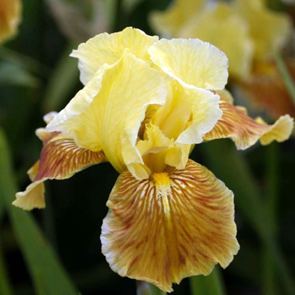 Iris Germanica (Stanjenel) Golden Muffin - Bulb plantat in ghiveci - VERDENA-livrat la ghiveci de 1.3 L ( 11 cm )