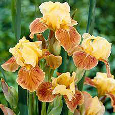 Iris Germanica (Stanjenel) Golden Muffin - Bulb Plantat In Ghiveci