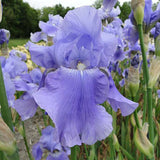 Iris Germanica (Stanjenel) Harbor Blue - Bulb plantat in ghiveci - VERDENA-livrat la ghiveci de 0.5 L ( 9 cm )