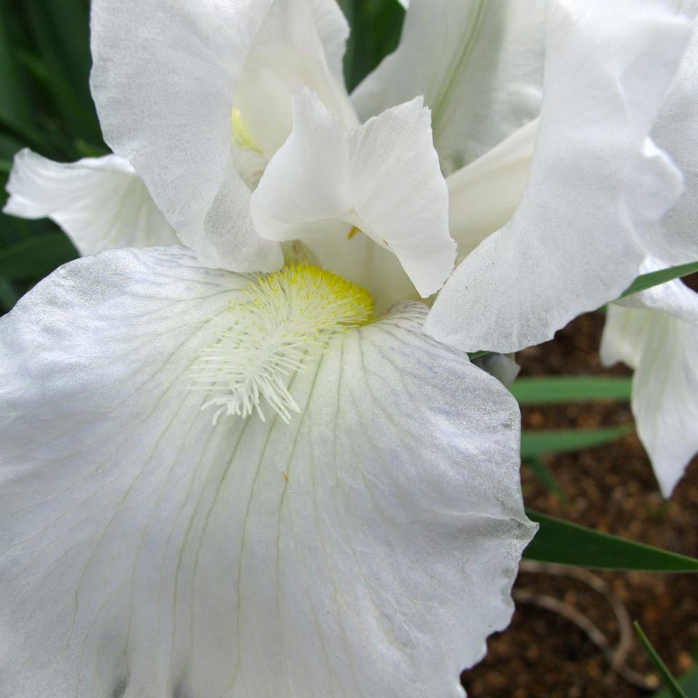 Iris Germanica (Stanjenel) Immortality - Bulb Plantat In Ghiveci - VERDENA-9-11 cm inaltime, livrat in ghiveci de 1.1 l
