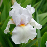 Iris Germanica (Stanjenel) Immortality - Bulb Plantat In Ghiveci - VERDENA-9-11 cm inaltime, livrat in ghiveci de 1.1 l
