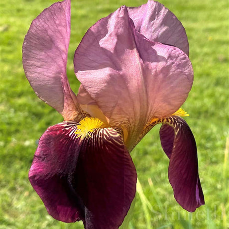 Iris Germanica (Stanjenel) Indian Chief - Bulb Plantat In Ghiveci - VERDENA-livrat la ghiveci de 1.3 L ( 11 cm )