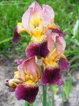 Black Friday - Reduceri Iris Germanica (Stanjenel) Indian Chief - Bulb Plantat In Ghiveci Promotie