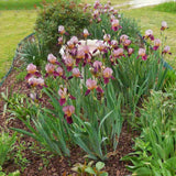 Iris Germanica (Stanjenel) Indian Chief - Bulb Plantat In Ghiveci - VERDENA-livrat la ghiveci de 1.3 L ( 11 cm )