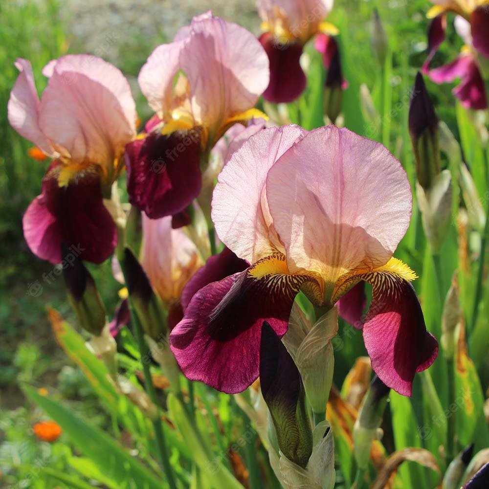 Black Friday - Reduceri Iris Germanica (Stanjenel) Indian Chief - Bulb Plantat In Ghiveci Promotie