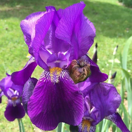 Iris Germanica (Stanjenel) Joanna - Bulb plantat in ghiveci - VERDENA-livrat la ghiveci de 1.3 L ( 11 cm )