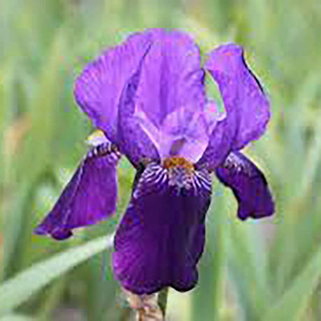 Iris Germanica (Stanjenel) Joanna - Bulb plantat in ghiveci - VERDENA-livrat la ghiveci de 1.3 L ( 11 cm )