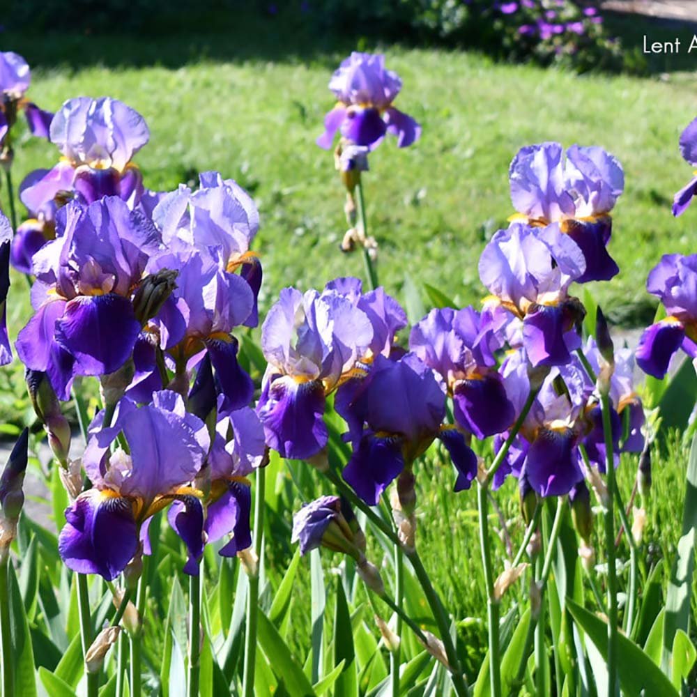 Iris Germanica (Stanjenel) Lent A. Williamson - Bulb plantat in ghiveci - VERDENA-livrat la ghiveci de 1.3 L ( 11 cm )
