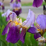 Iris Germanica (Stanjenel) Lent A. Williamson - Bulb plantat in ghiveci - VERDENA-livrat la ghiveci de 1.3 L ( 11 cm )