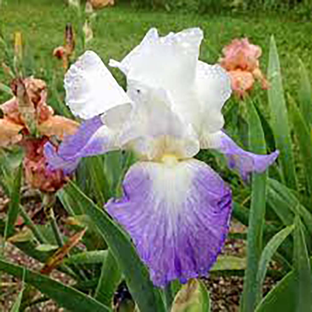 Iris Germanica (Stanjenel) Mission Ridge - Bulb plantat in ghiveci - VERDENA-livrat la ghiveci de 1.3 L ( 11 cm )