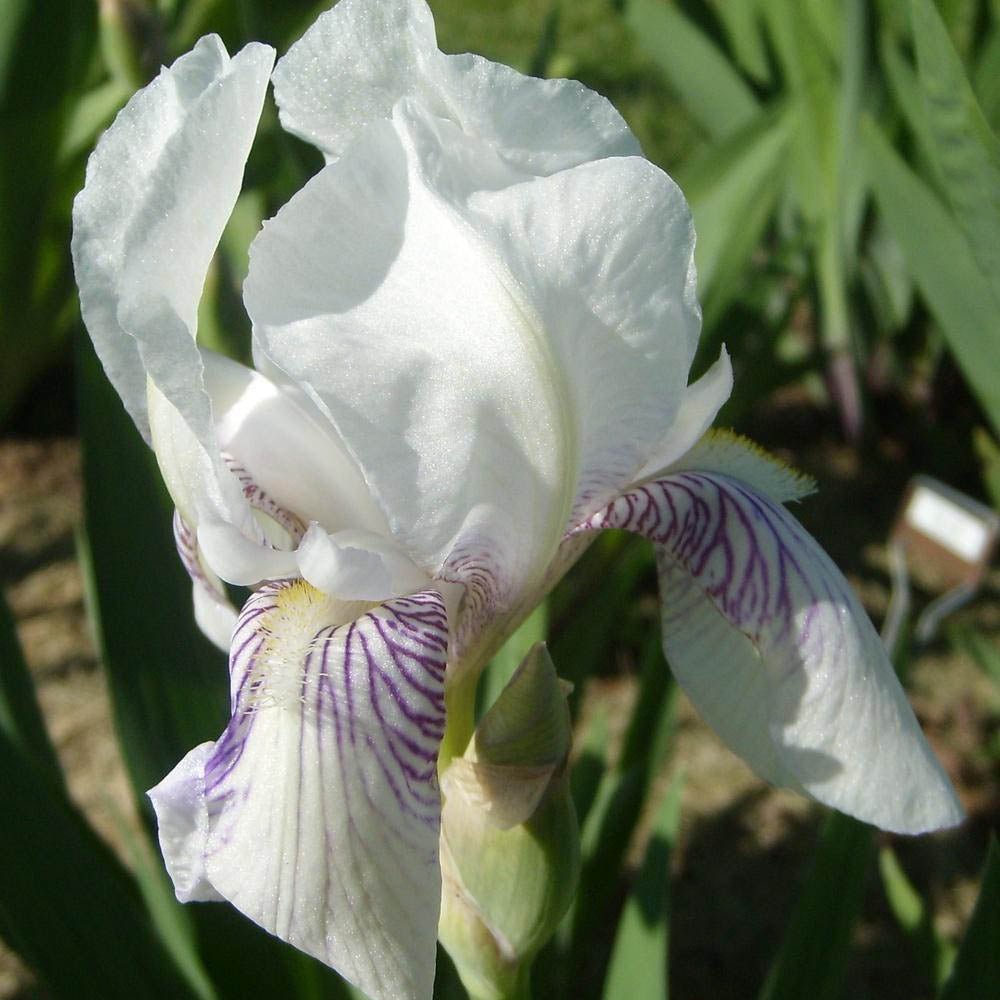 Iris Germanica (Stanjenel) Mrs Horace Darwin - Bulb Plantat In Ghiveci - VERDENA-livrat la ghiveci de 1.3 L ( 11 cm )