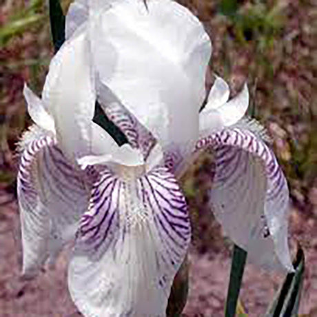 Iris Germanica (Stanjenel) Mrs Horace Darwin - Bulb Plantat In Ghiveci - VERDENA-livrat la ghiveci de 1.3 L ( 11 cm )