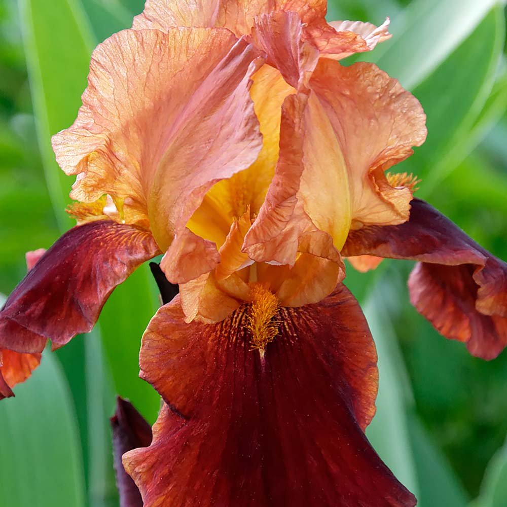 Iris Germanica (Stanjenel) Natchez Trace - Bulb plantat in ghiveci - VERDENA-livrat la ghiveci de 0.5 L ( 9 cm )