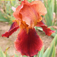 Iris Germanica (Stanjenel) Natchez Trace - Bulb Plantat In Ghiveci