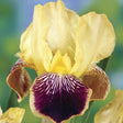 Iris Germanica (Stanjenel) Nibelungen - Bulb Plantat In Ghiveci