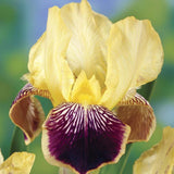 Black Friday - Reduceri Iris Germanica (Stanjenel) Nibelungen - Bulb Plantat In Ghiveci Promotie