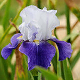 Iris Germanica (Stanjenel) Night Edition - Bulb Plantat In Ghiveci - VERDENA-livrat la ghiveci de 1.3 L ( 11 cm )