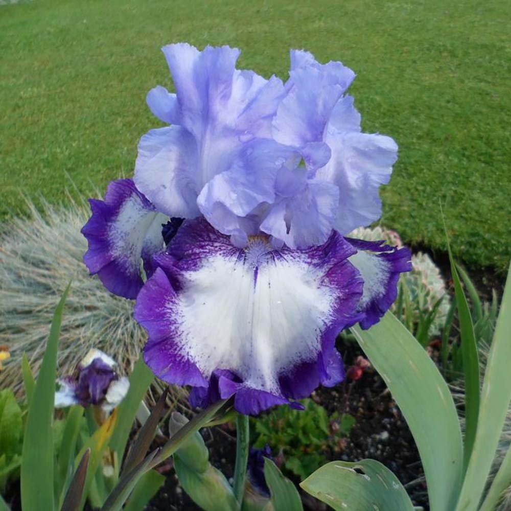 Iris Germanica (Stanjenel) On Edge - Bulb Plantat In Ghiveci - VERDENA-livrat la ghiveci de 1.3 L ( 11 cm )