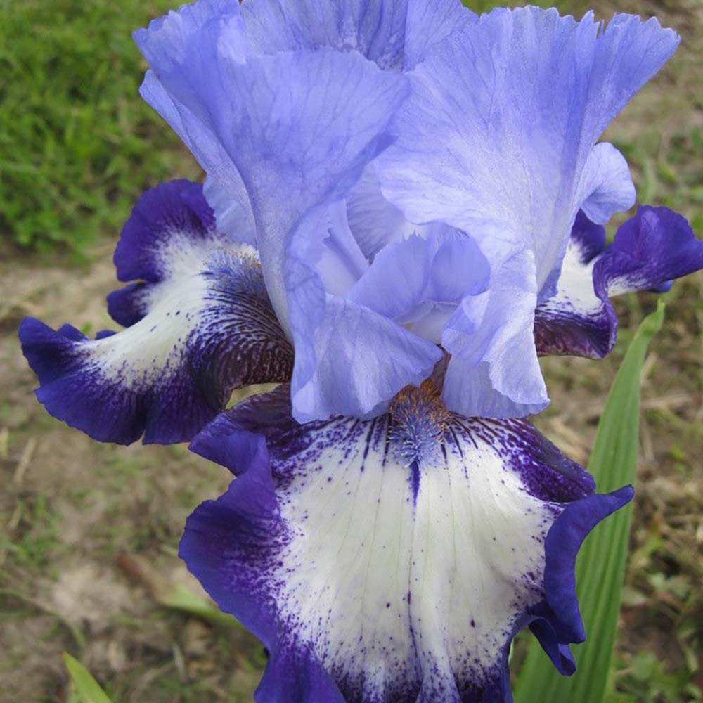 Iris Germanica (Stanjenel) On Edge - Bulb Plantat In Ghiveci - VERDENA-livrat la ghiveci de 1.3 L ( 11 cm )