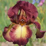 Iris Germanica (Stanjenel) Provencal - Bulb Plantat In Ghiveci - VERDENA-livrat la ghiveci de 0.5 L ( 9 cm )