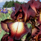 Iris Germanica (Stanjenel) Provencal - Bulb Plantat In Ghiveci - VERDENA-livrat la ghiveci de 0.5 L ( 9 cm )