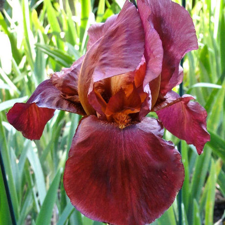 Iris Germanica (Stanjenel) Quechee - Bulb Plantat In Ghiveci - VERDENA-livrat la ghiveci de 0.5 L ( 9 cm )