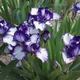 Black Friday - Reduceri Iris Germanica (Stanjenel) Rare Edition - Bulb Plantat In Ghiveci Promotie