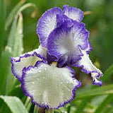 Black Friday - Reduceri Iris Germanica (Stanjenel) Rare Edition - Bulb Plantat In Ghiveci Promotie