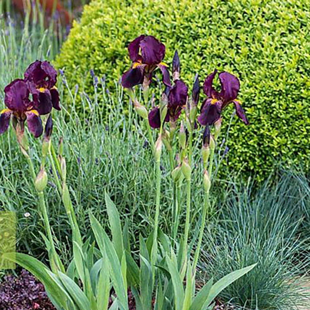 Iris Germanica (Stanjenel) Red Orchid - Bulb Plantat In Ghiveci - VERDENA-livrat la ghiveci de 0.5 L ( 9 cm )