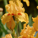 Iris Germanica (Stanjenel) Robusto - VERDENA-livrat in ghiveci de 1.3 l