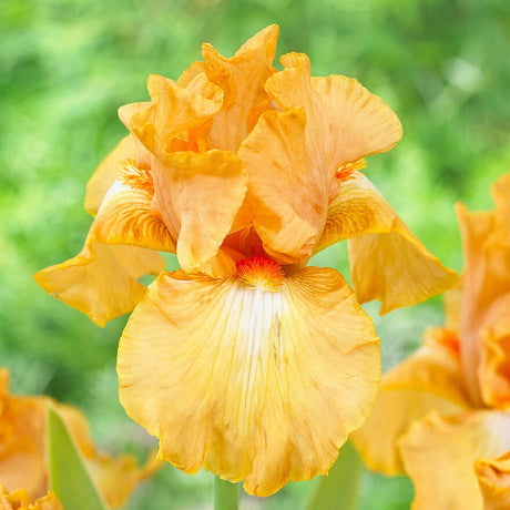 Iris Germanica (Stanjenel) Robusto - VERDENA-livrat in ghiveci de 1.3 l