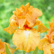 Iris Germanica (Stanjenel) Robusto