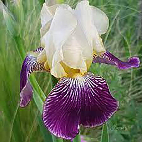 Iris Germanica (Stanjenel) Salonique - Bulb Plantat In Ghiveci - VERDENA-livrat la ghiveci de 1.3 L ( 11 cm )
