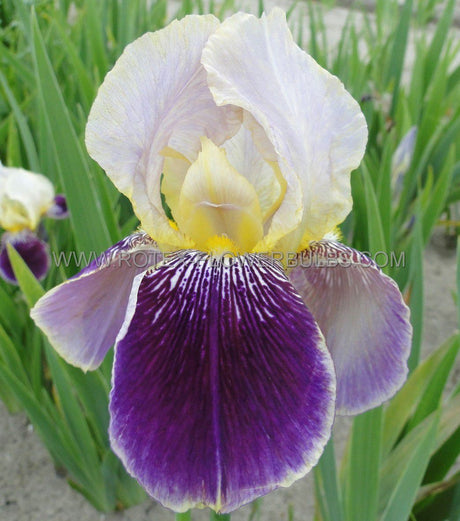 Iris Germanica (Stanjenel) Salonique - Bulb Plantat In Ghiveci - VERDENA-livrat la ghiveci de 1.3 L ( 11 cm )