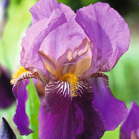 Iris Germanica (Stanjenel) Senlac - Bulb Plantat In Ghiveci - VERDENA-livrat la ghiveci de 0.5 L ( 9 cm )