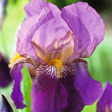 Iris Germanica (Stanjenel) Senlac - Bulb Plantat In Ghiveci - VERDENA-livrat la ghiveci de 0.5 L ( 9 cm )