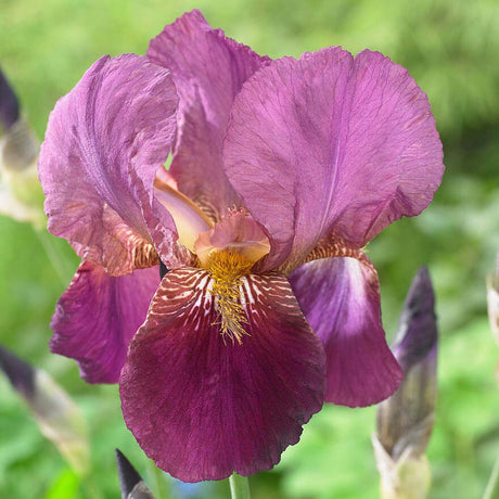 Iris Germanica (Stanjenel) Senlac - Bulb Plantat In Ghiveci - VERDENA-livrat la ghiveci de 0.5 L ( 9 cm )