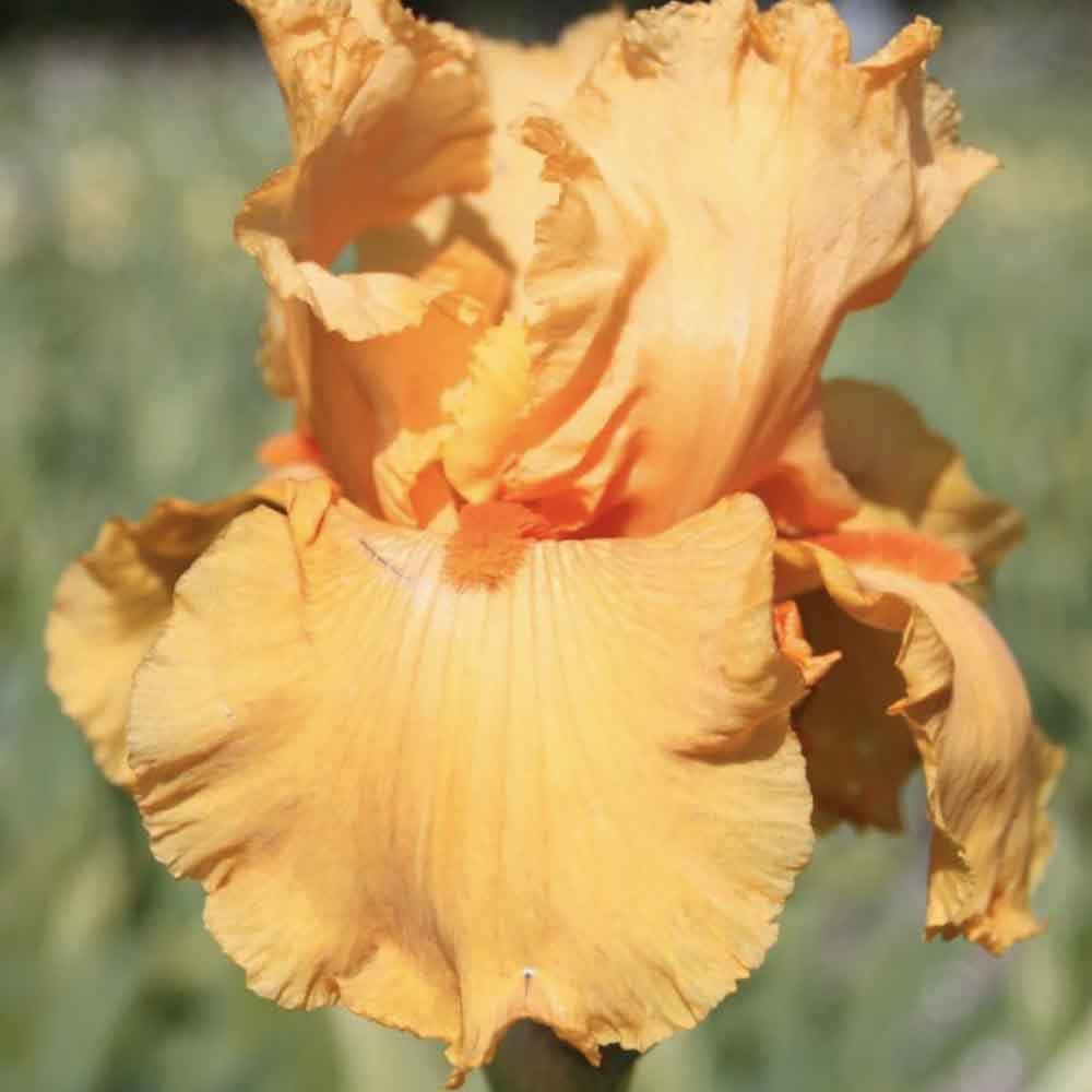 Iris Germanica (Stanjenel) Skyfire - Bulb Plantat In Ghiveci - VERDENA-livrat la ghiveci de 1.3 L ( 11 cm )